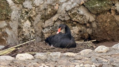 Doğanın sadık eşlerinde kuluçka heyecanı