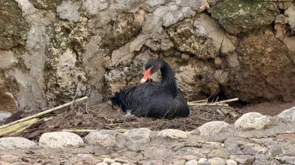 Doğanın sadık eşlerinde kuluçka heyecanı