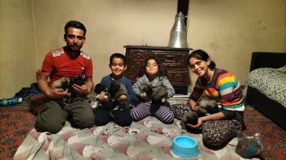 Fırtına sonrası devrilen ağaçların altında kalarak telef olan anne köpeğin yavrularına sahip çıktılar