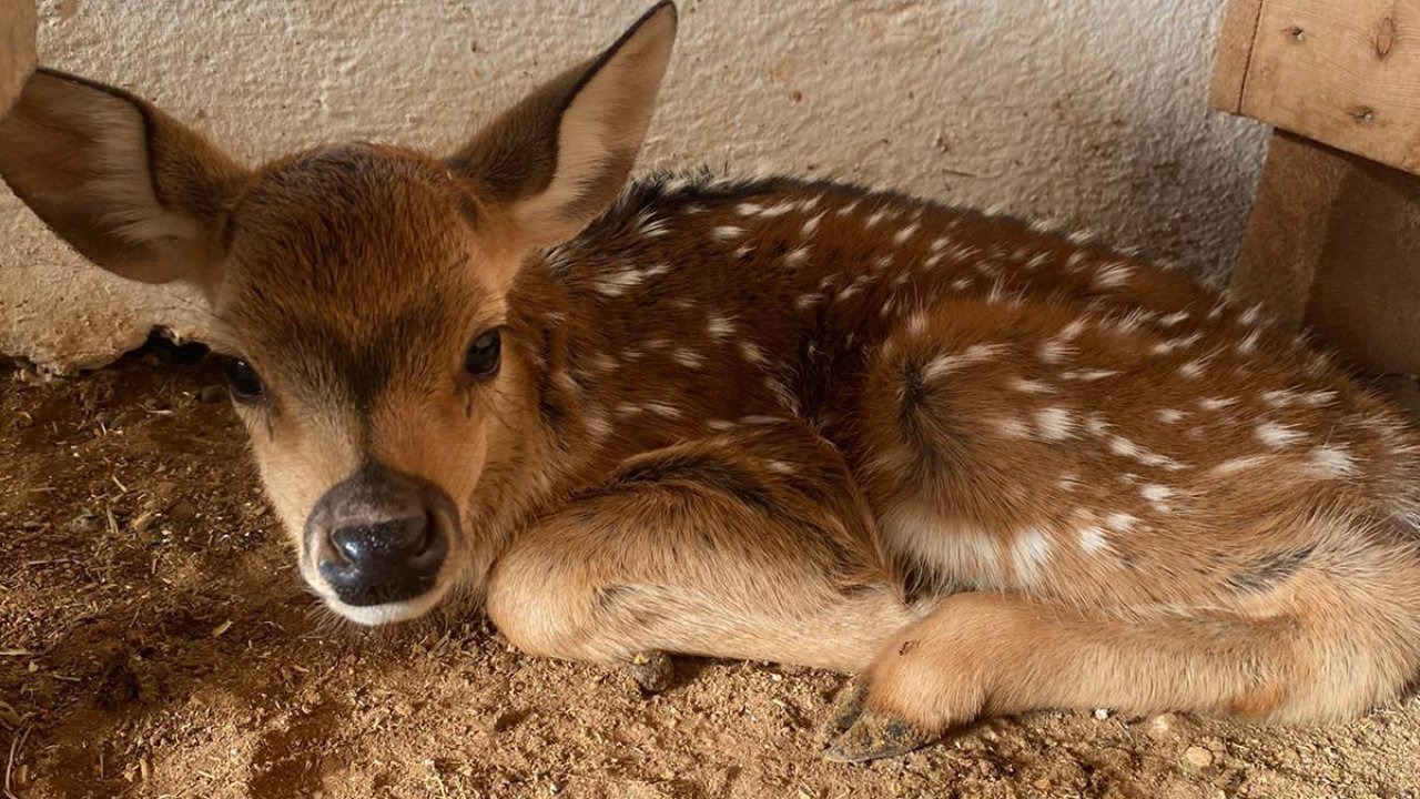 Antalya Doğal Yaşam Parkı'nın ilk yavrusu doğdu