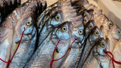 Antalya tezgahlarında balık şöleni!