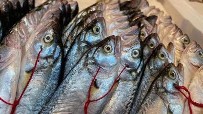 Antalya tezgahlarında balık şöleni!