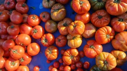 Antalya’da yaz sebzeleri cep yakıyor!