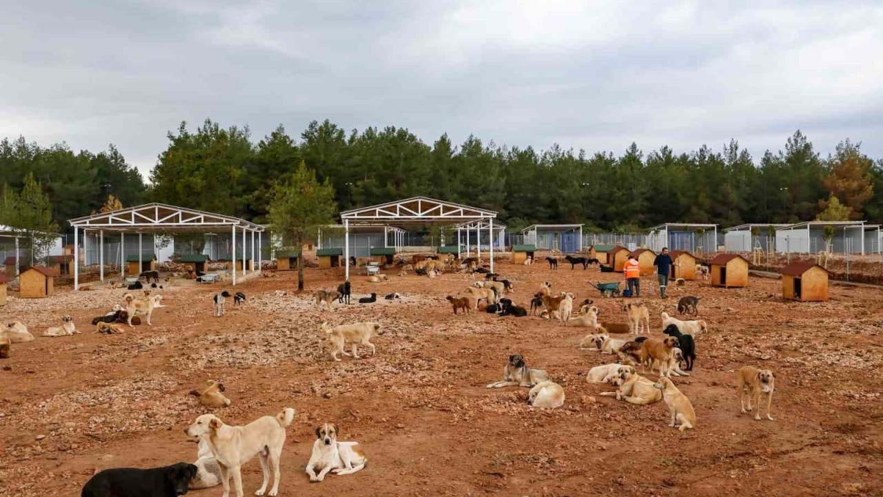 Büyükşehir sokak köpekleri için doğal yaşam alanı kapasitesini arttırdı