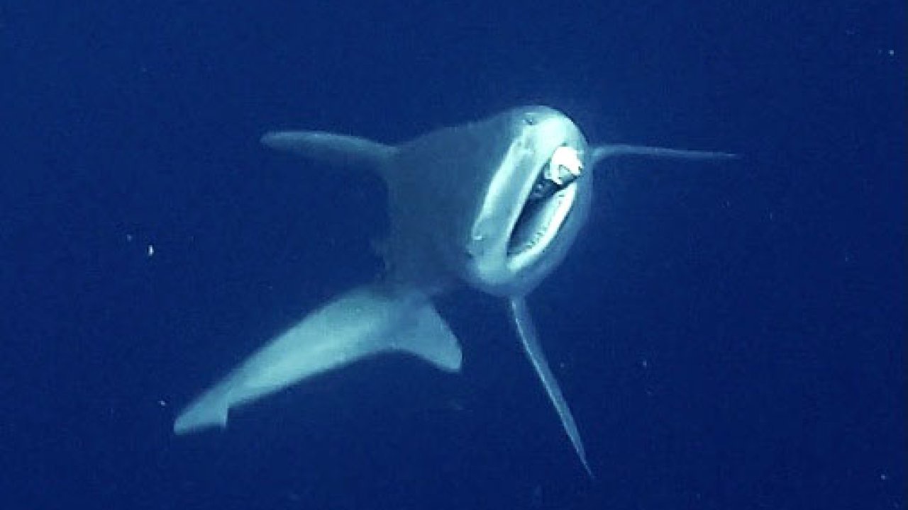 Camgöz köpek balığını dalgıçlar kurtardı