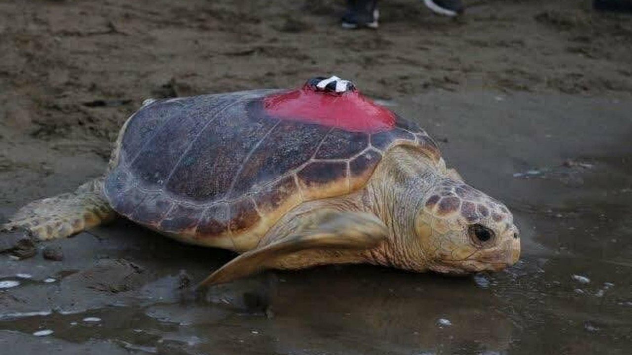 Caretta caretta 'Tuba', 5 ayda 10 bin kilometre katetti