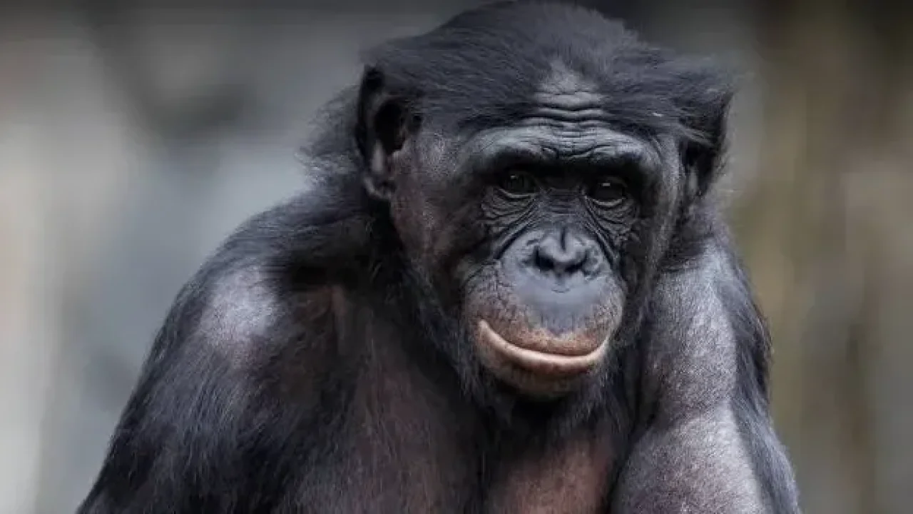 Dahi şempanze öldü!