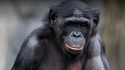 Dahi şempanze öldü!