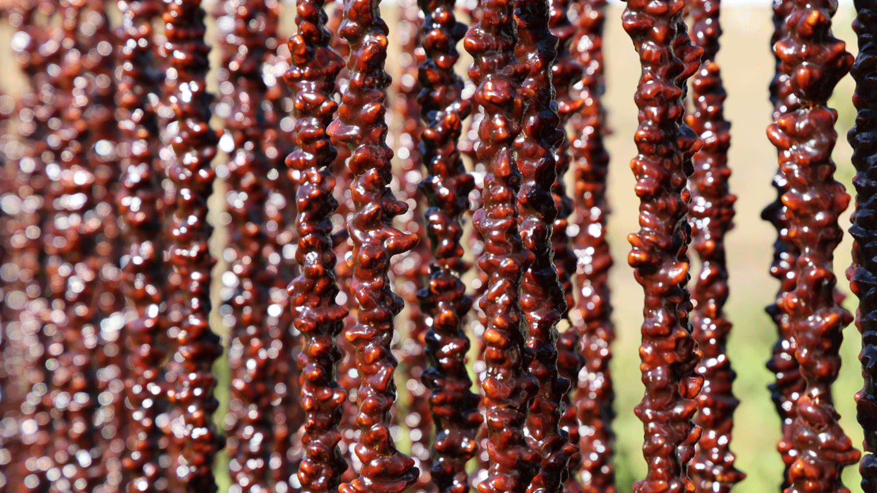 Elazığ’a özgü lezzet: Orcik!