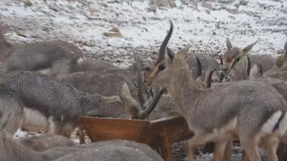 ‘Gazella gazella' dağ ceylanlarının kar keyfi