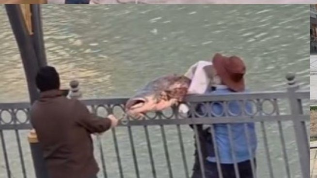 Göksu Nehri’nde yakalanan dev yayın balığı güçlükle kıyıya alındı