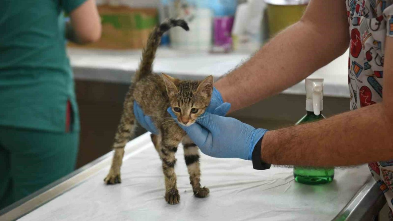 Kepez’in şefkat eli 2025’te binlerce can dosta uzandı