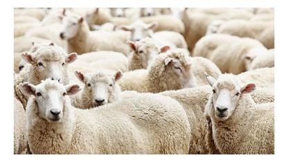 Koyunlar markete girdi!