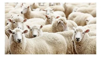 Koyunlar markete girdi!