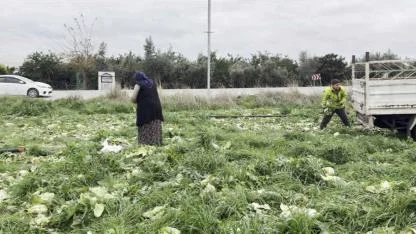 Marul maliyetini karşılamayınca bedava dağıttı