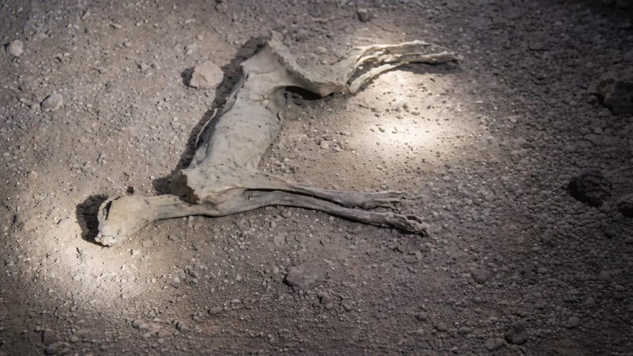 Mumyalanmış 7 çita bulundu!