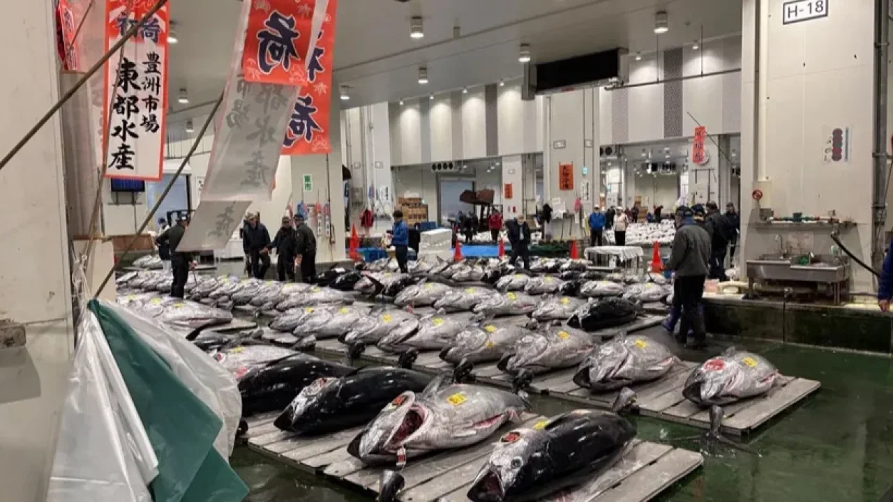 Orkinos, mezatta rekor fiyata satıldı!