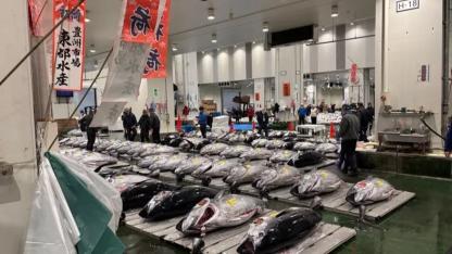 Orkinos, mezatta rekor fiyata satıldı!