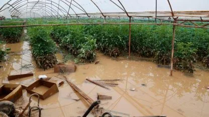 'Sarı kod'la uyarılan Antalya'da tarım alanları su altında kaldı