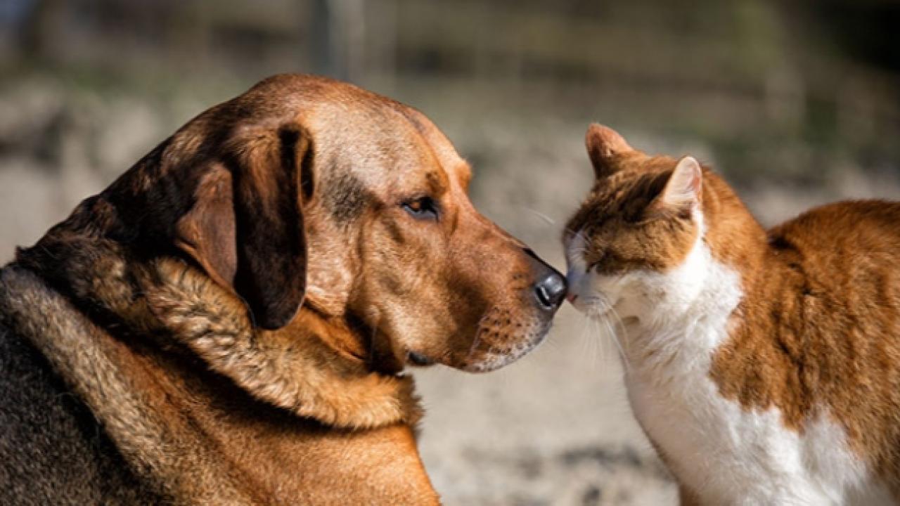 Soğuk günlerde sokak hayvanlarını unutmayın!
