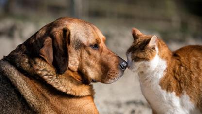 Soğuk günlerde sokak hayvanlarını unutmayın!