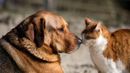 Soğuk günlerde sokak hayvanlarını unutmayın!