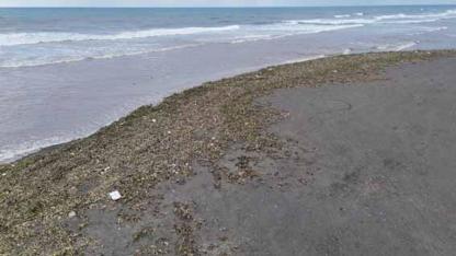 Su sümbülleri  Akdeniz kıyısını yeşile bürüdü