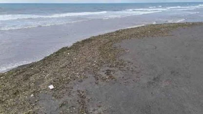 Su sümbülleri  Akdeniz kıyısını yeşile bürüdü