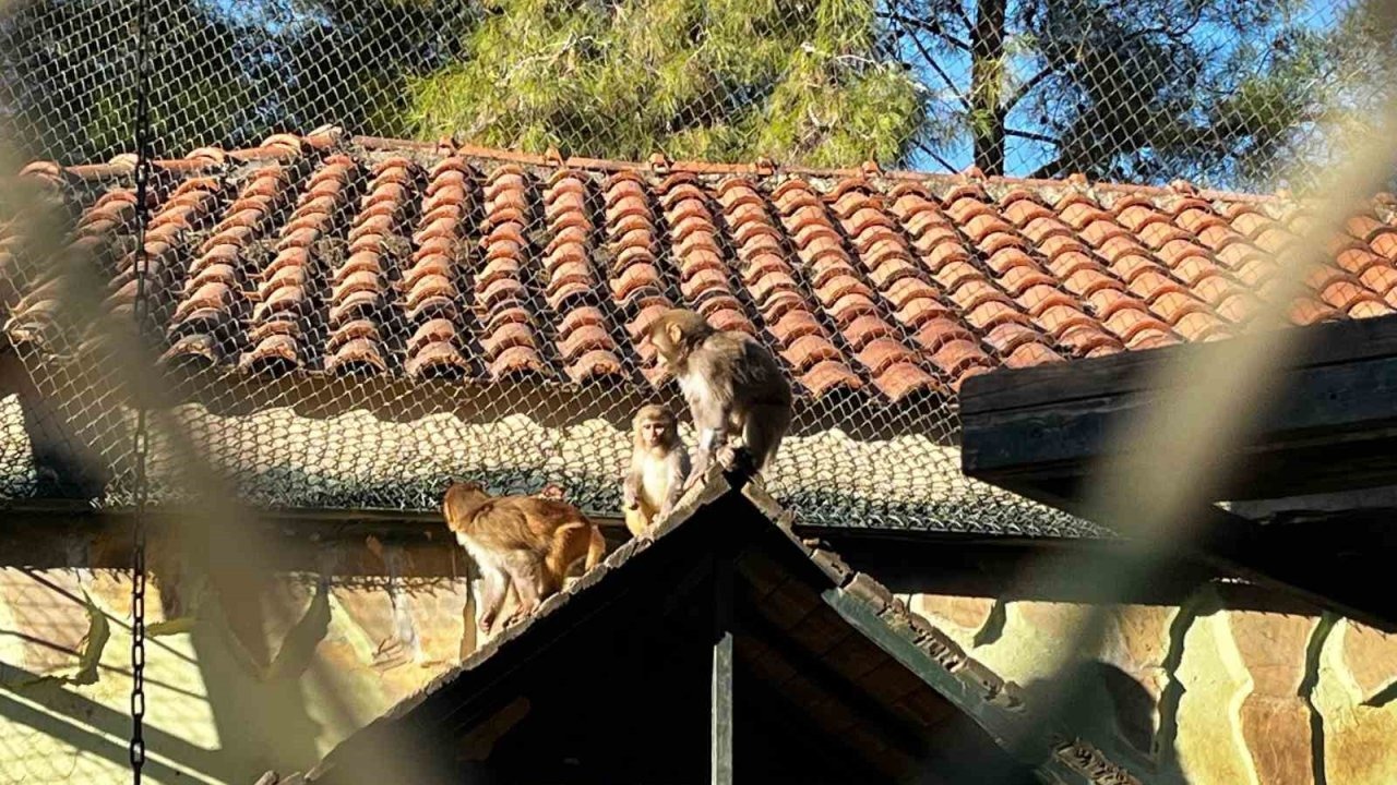 Terminalde koli içinde yakalanan yavru maymunun ’Fıstık’ gibi hayatı oldu