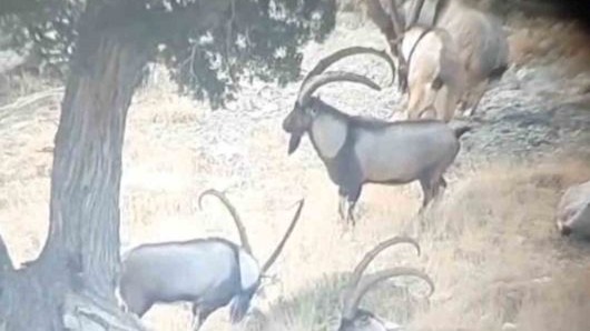 Toroslardaki yaban keçileri koruma altında