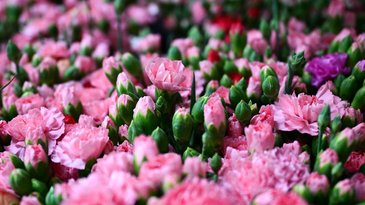 Türkiye'den 2025'te 83 ülkeye çiçek ihracatı yapıldı