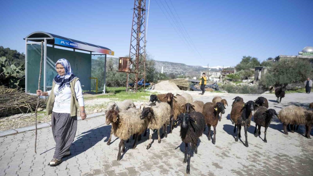 360 yetiştiriciye 9 bin küçükbaş desteği