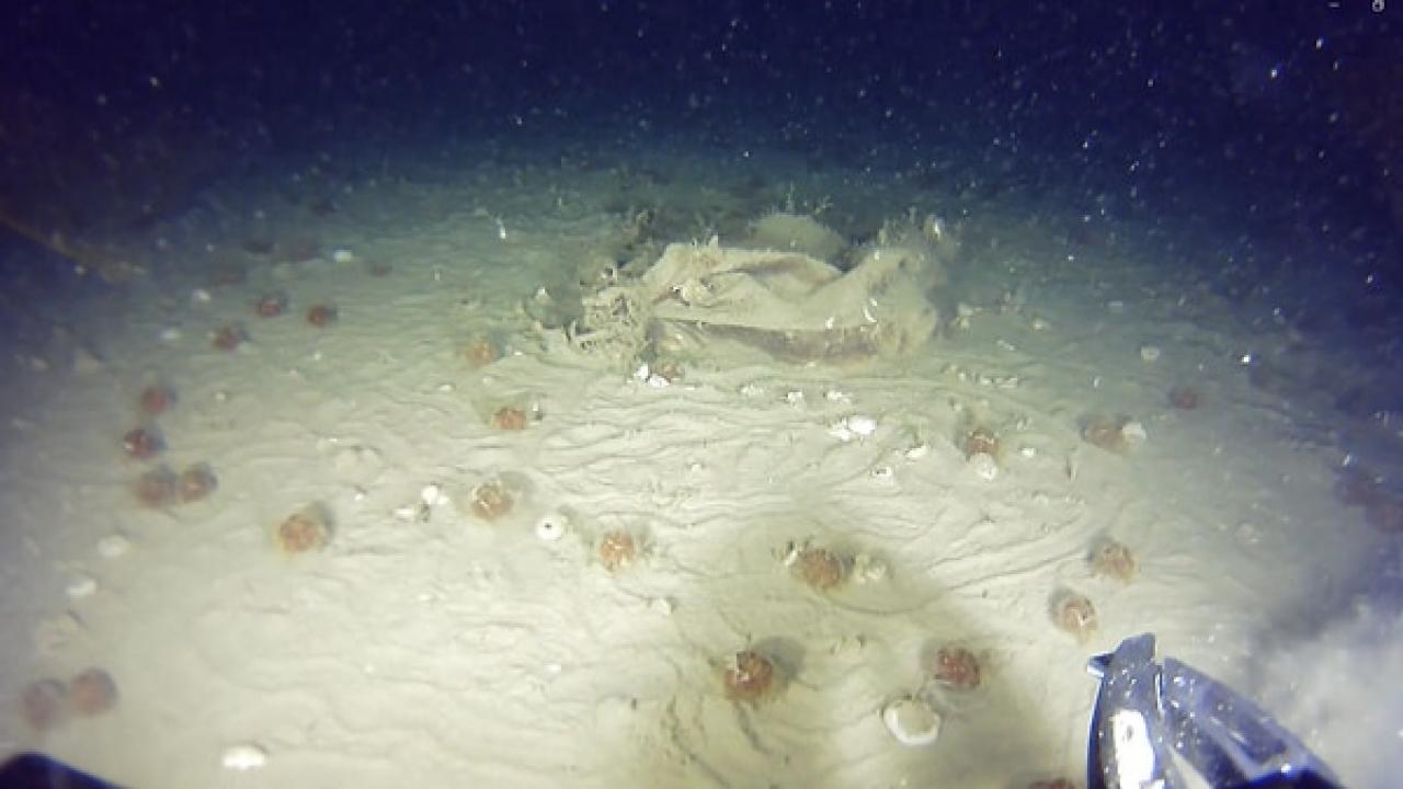 51 yıllık sırda yeni gelişme!