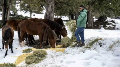 Toros Dağlarındaki yılkı atları ve yabani hayvanlar unutulmadı