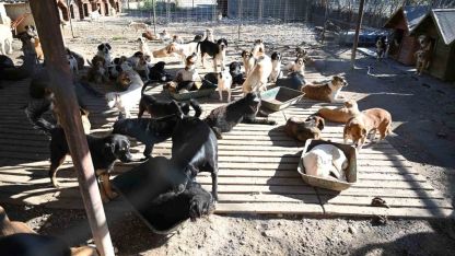 Kemer’de ocak ayında 231 can dostu kısırlaştırıldı