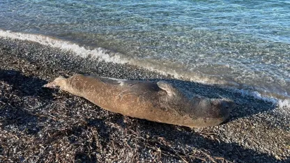 Kıyıda uyuyan fok ilgi odağı oldu