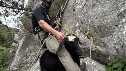 Kayalıkta mahsur kalan keçi ve kuzusunu itfaiye kurtardı
