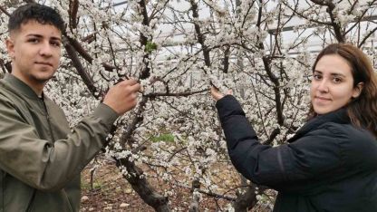 Türkiye karla kaplıyken Silifke’de erik ağaçları çiçek açtı