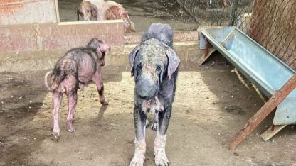 Barınaktaki tepki çeken görüntülere soruşturma