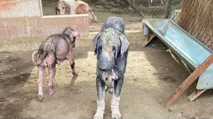 Barınaktaki tepki çeken görüntülere soruşturma