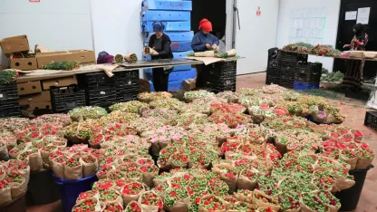 Türk çiçeği rekor kırdı