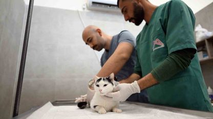 Mersin’de sokak kedileri için yeni merkez hizmete girdi