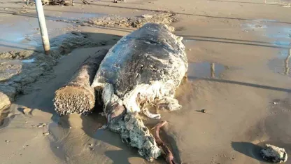 Manavgat’ta sahile ölü yunus vurdu