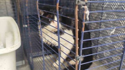 Derede mahsur kalan kedi kurtarıldı