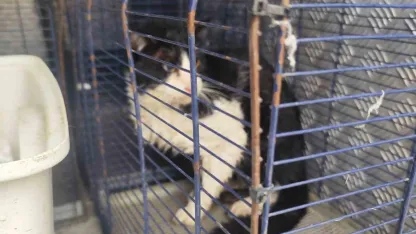 Derede mahsur kalan kedi kurtarıldı