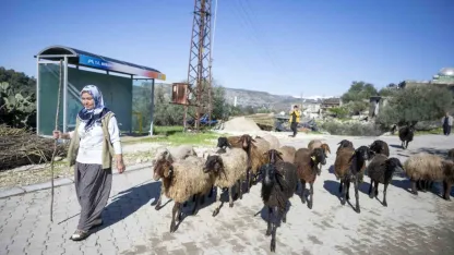 360 yetiştiriciye 9 bin küçükbaş desteği