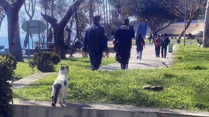 Falezlerde mahsur kaldığı sanılan kedilerin keyfi ‘ihbarla’ son buldu