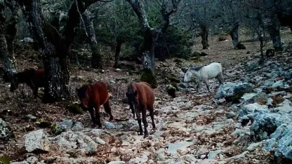Kovada Gölü Milli Parkı’nda yaban hayatı fotokapana yansıdı