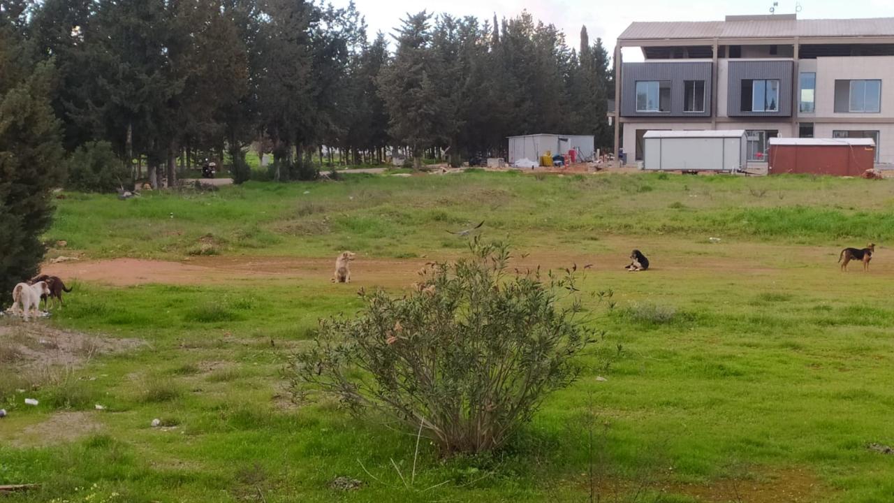 Akdeniz Üniversitesi’nde sokak köpekleri sayısı artıyor