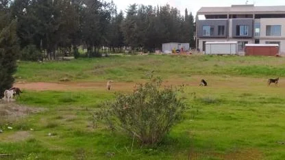 Akdeniz Üniversitesi’nde sokak köpekleri sayısı artıyor